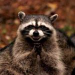 Create Evil Plotting Raccoon Meme