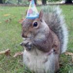 Create Super Birthday Squirrel Meme