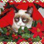 Create Grumpy Cat Mistletoe Meme